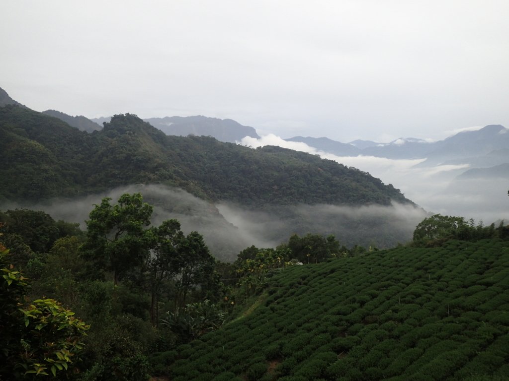 PA231889.JPG - 石壁途中之   茶山雲雨