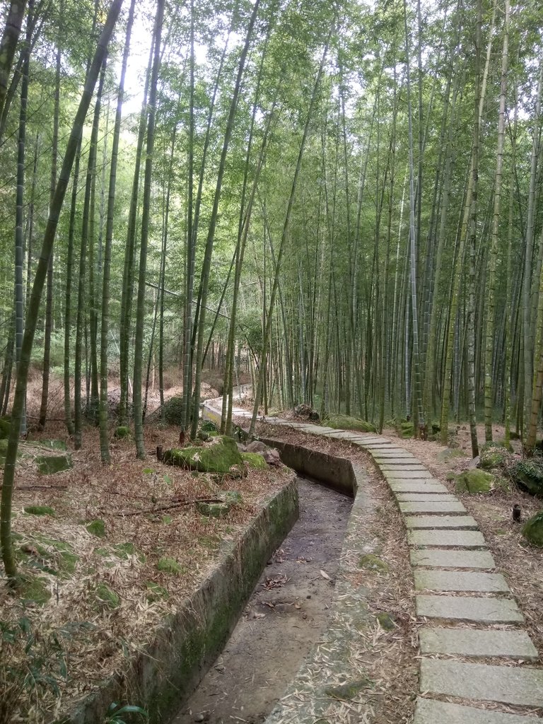 DSC_0563.JPG - 鹿谷  長源圳古道