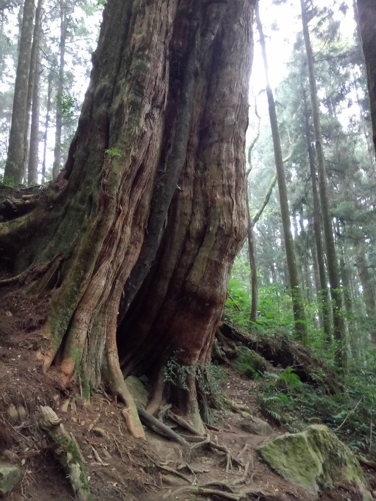 DSC_1535.JPG - 阿里山  二萬平  抱石神木