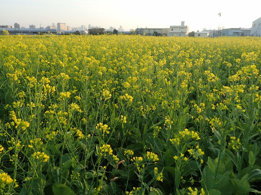 P1083469.JPG - 台中  西屯  油菜花田