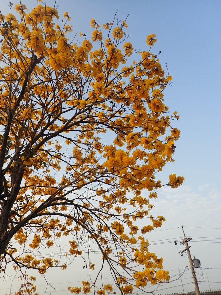 P3066280.JPG - 南投  貓羅溪畔  黃花風鈴木