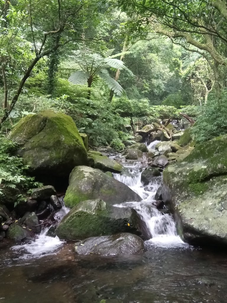 DSC_0695.JPG - 三芝  大屯溪古道