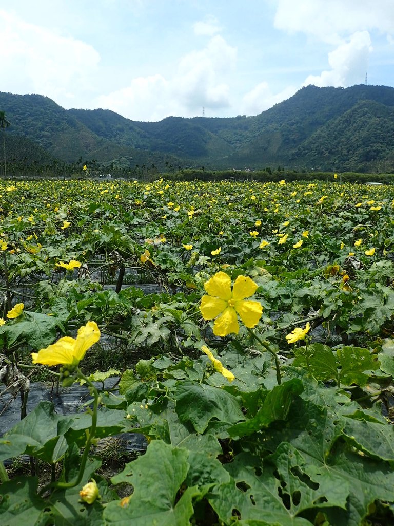 P9017469.JPG - 魚池  頭社活盆地之  絲瓜田園