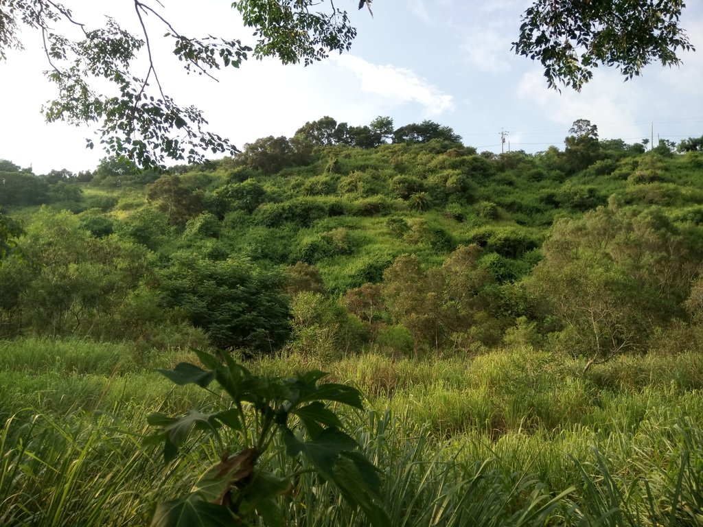 DSC_5816.JPG - 龍井  竹坑南寮登山步道