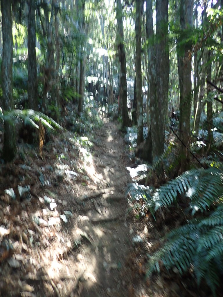 PA040369.JPG - 魚池  過坑山登山步道