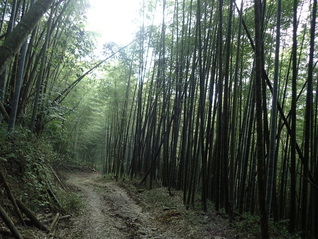 PA040498.JPG - 明潭四兄妹之  魚池  大尖山