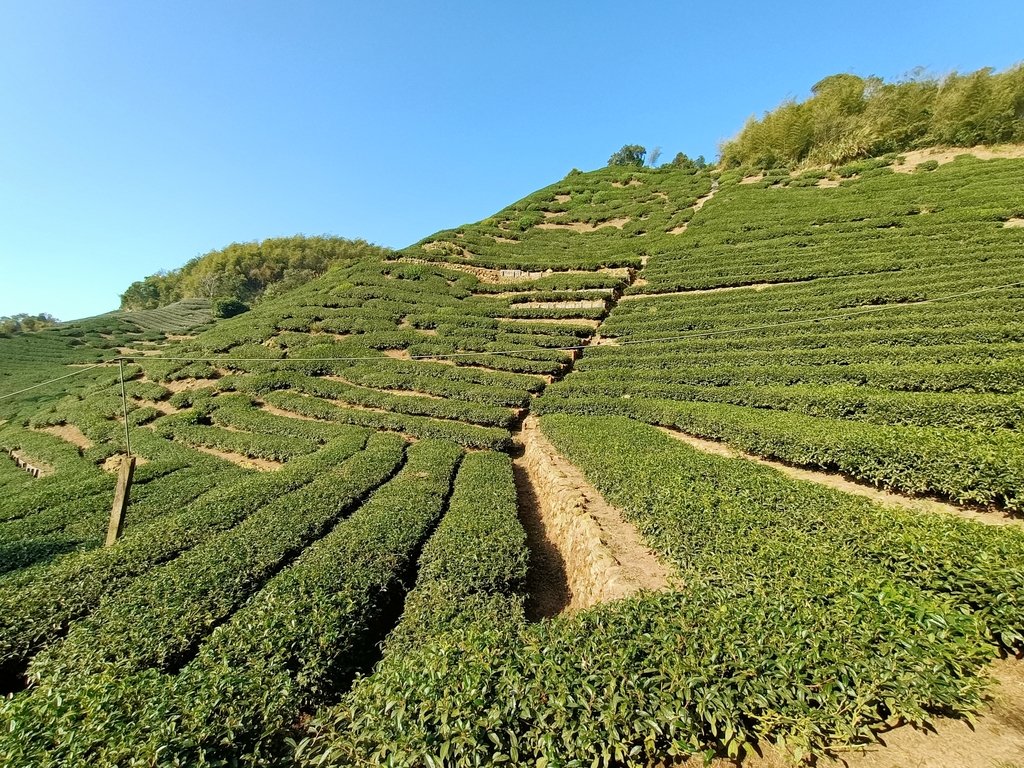 IMG20210130090556.jpg - 雲嘉連峰之  太平山  梨子腳山