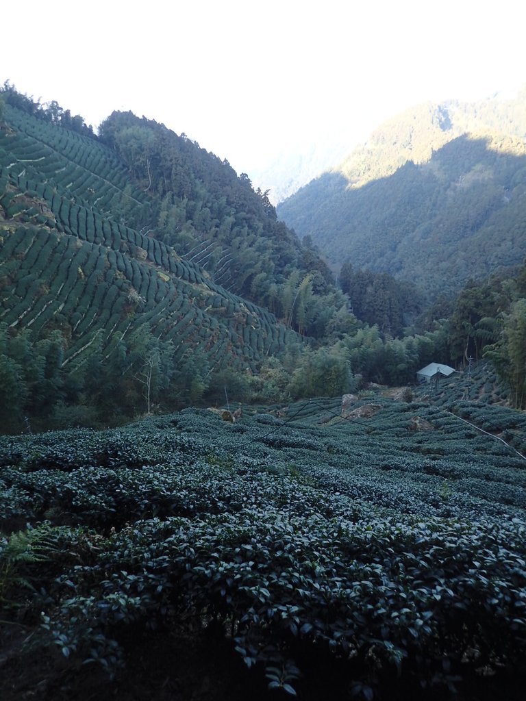 P2056622.JPG - 竹山  留龍頭  茶園風光