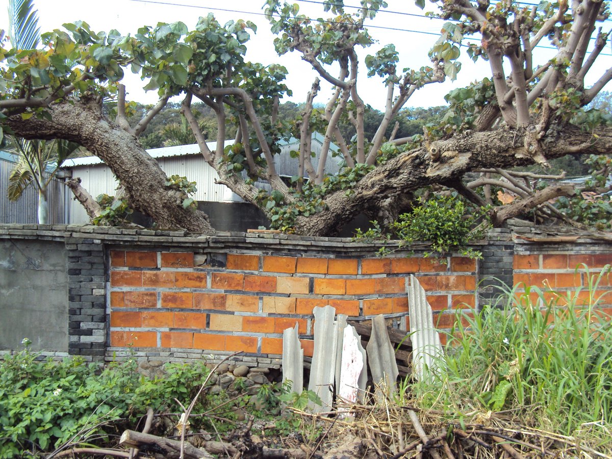 DSC06833.JPG - 鶯歌  尖山  陳家古厝