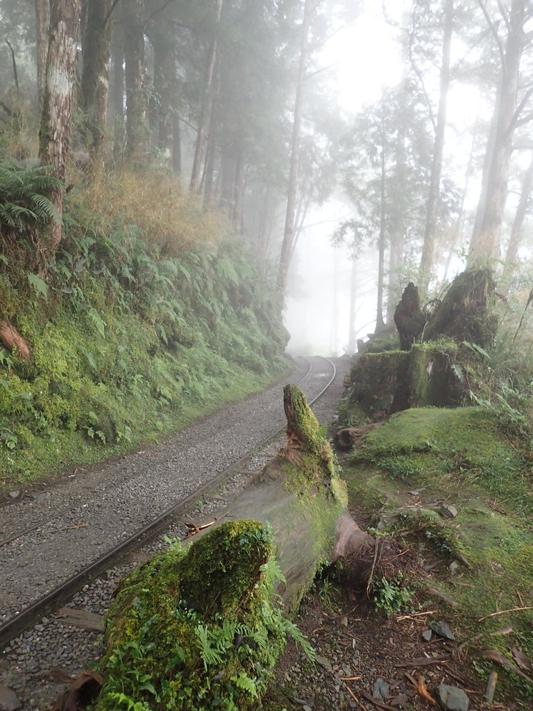 P8226786.JPG - 太平山 見晴懷古步道