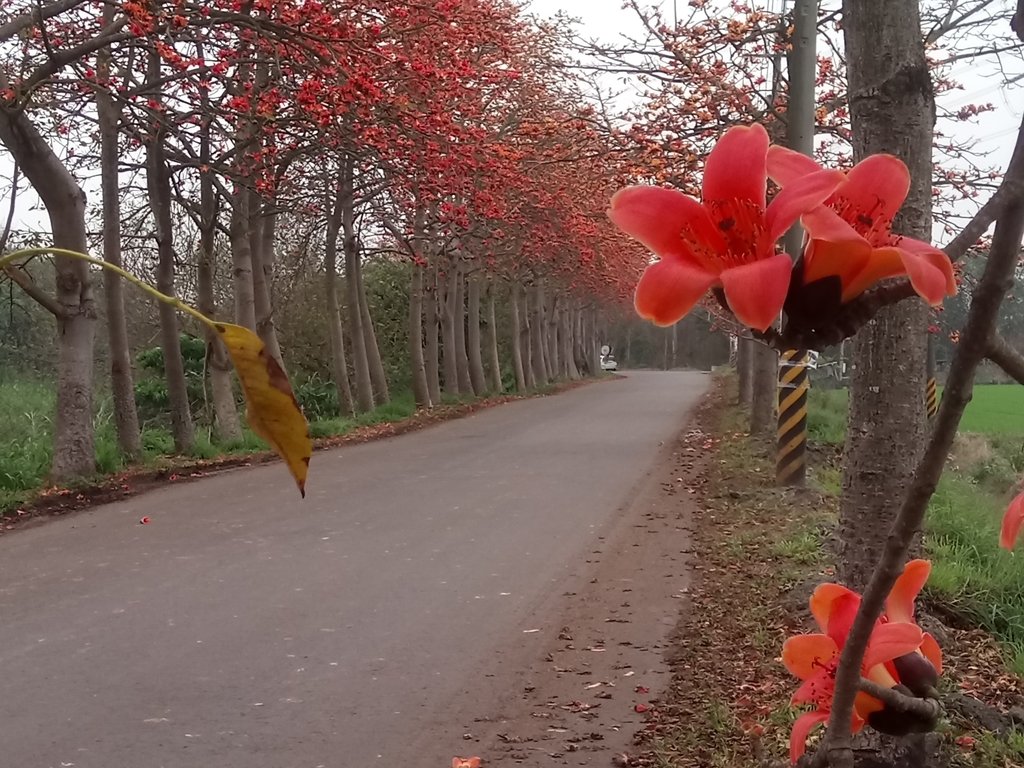 DSC_8303.JPG - 埤頭  東螺溪  木棉花