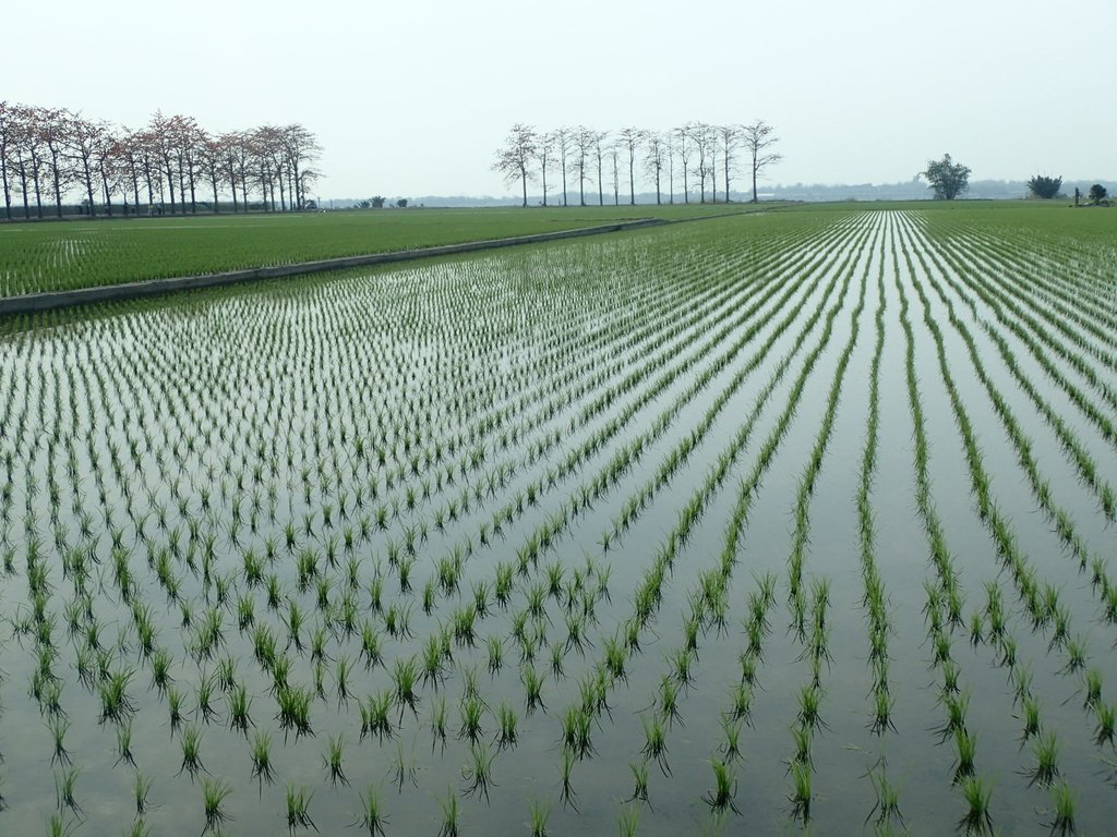 P3066461.JPG - 竹塘  田頭  木棉花道