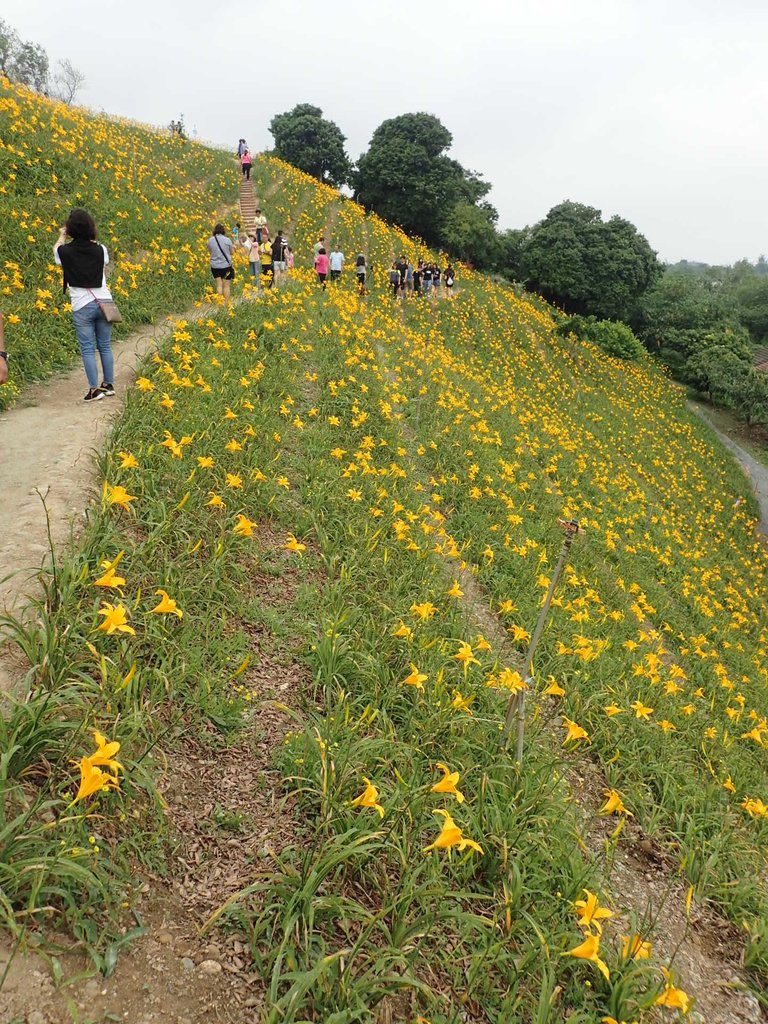 P4285722.JPG - 花壇  虎山岩  金針花季