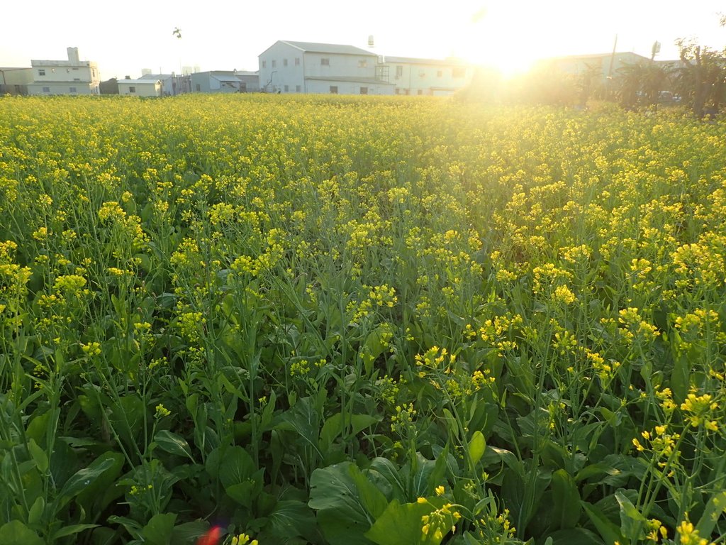 P1083471.JPG - 台中  西屯  油菜花田