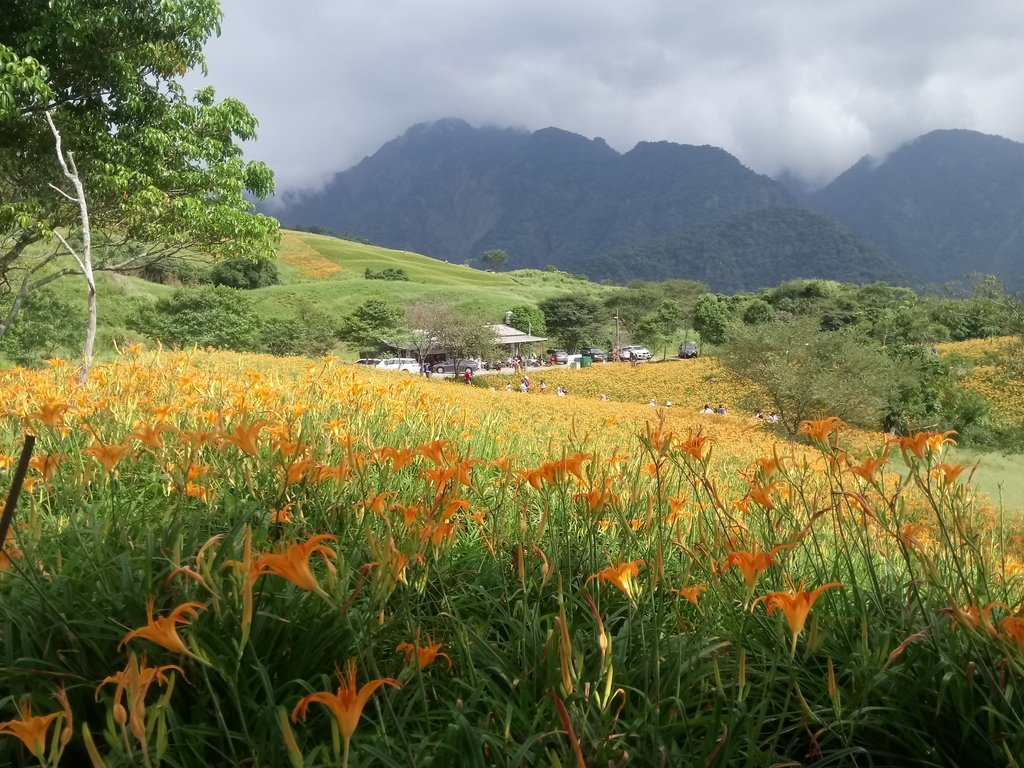 DSC_0731.JPG - 富里  六十石山  金針花季