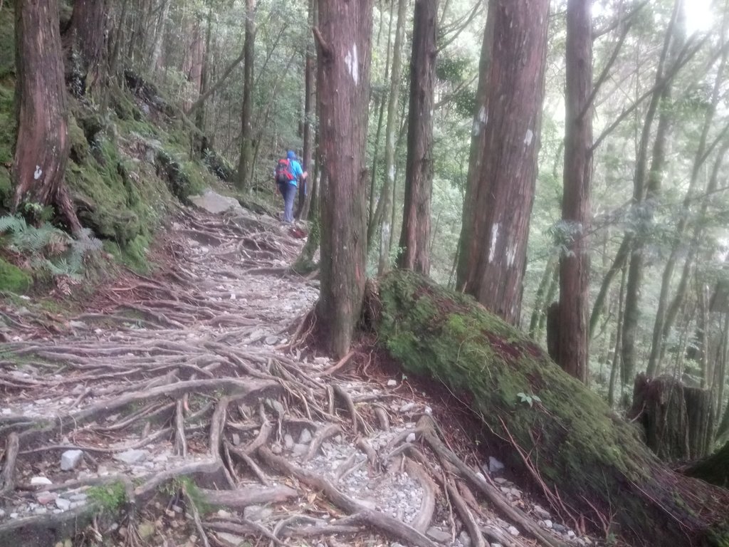 DSC_3740.JPG - 谷關七雄之  八仙山  (02)