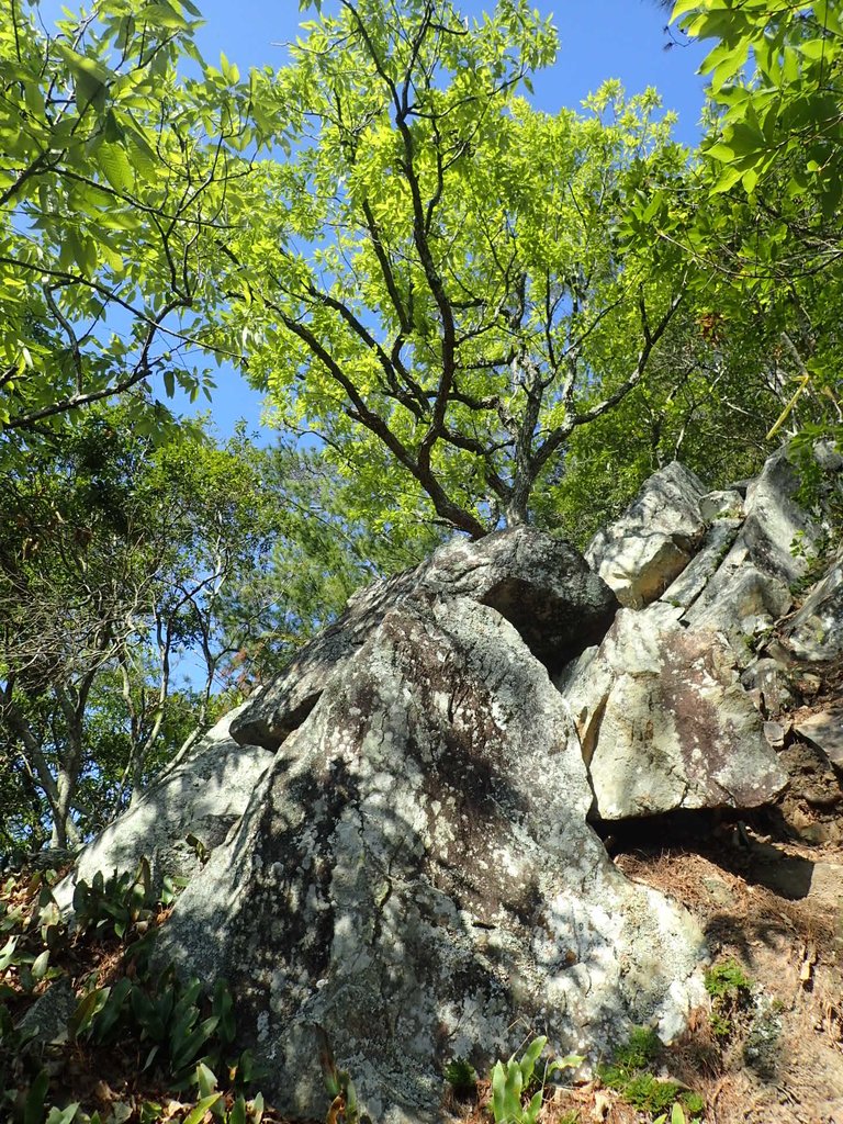 P3167155.JPG - 谷關  東卯山東南稜