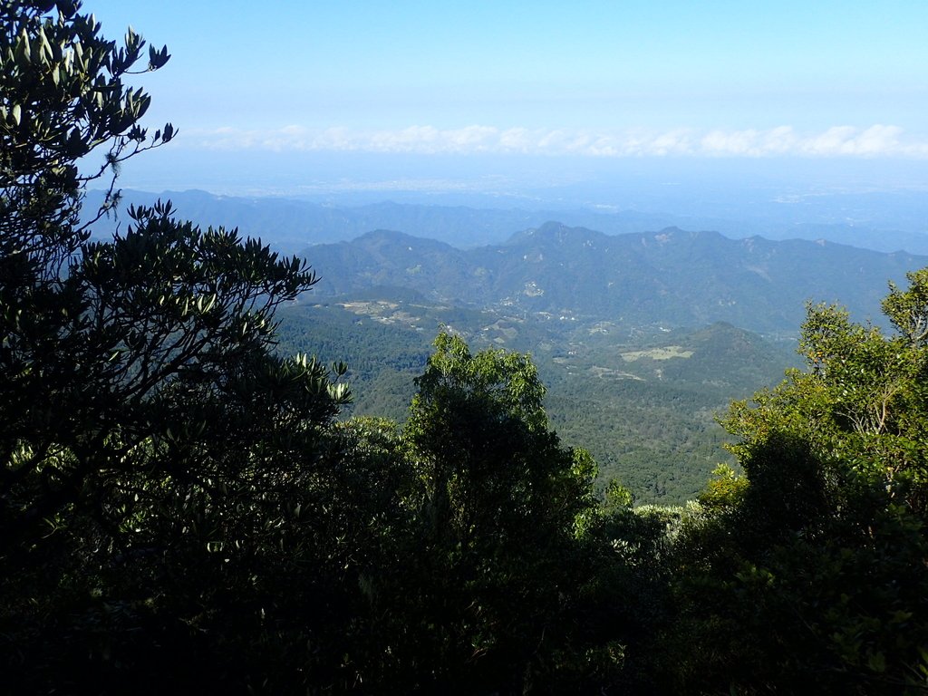 P2034764.JPG - 南庄  大坪林道  杜鵑嶺