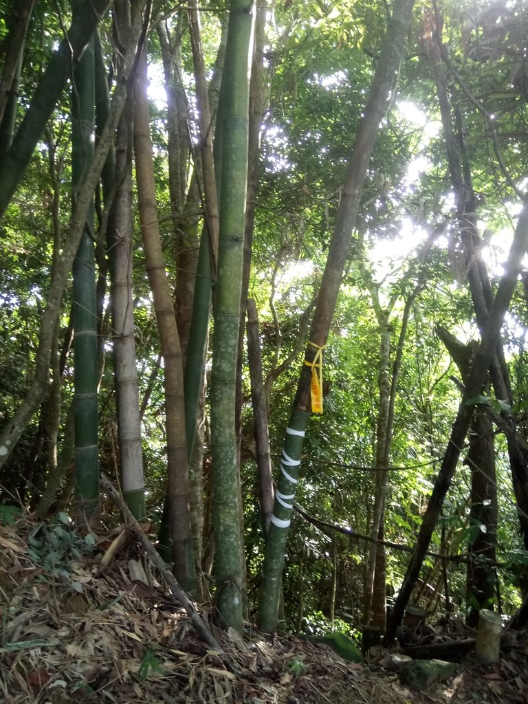 DSC_2509.JPG - 國姓  大橫屏山