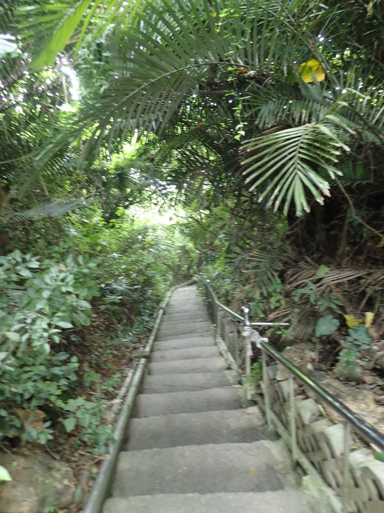 P9189250.JPG - 岡山  大崗山登山步道