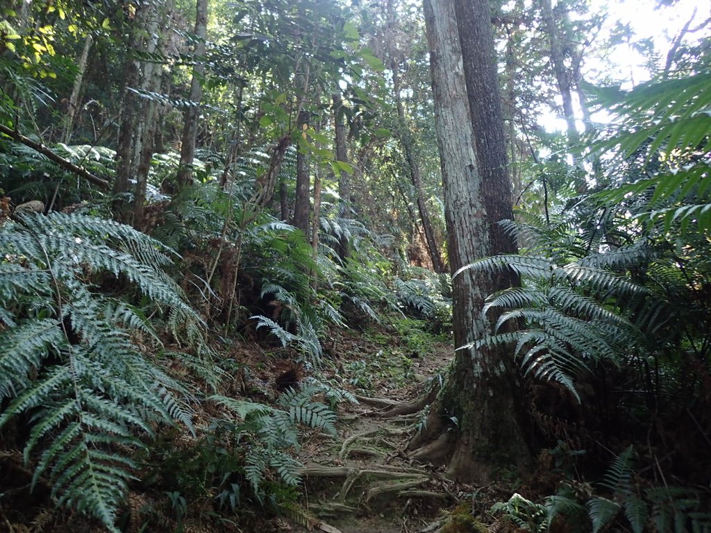 PA040371.JPG - 魚池  過坑山登山步道