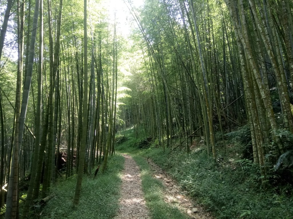 DSC_4060.JPG - 魚池  大尖山登山步道