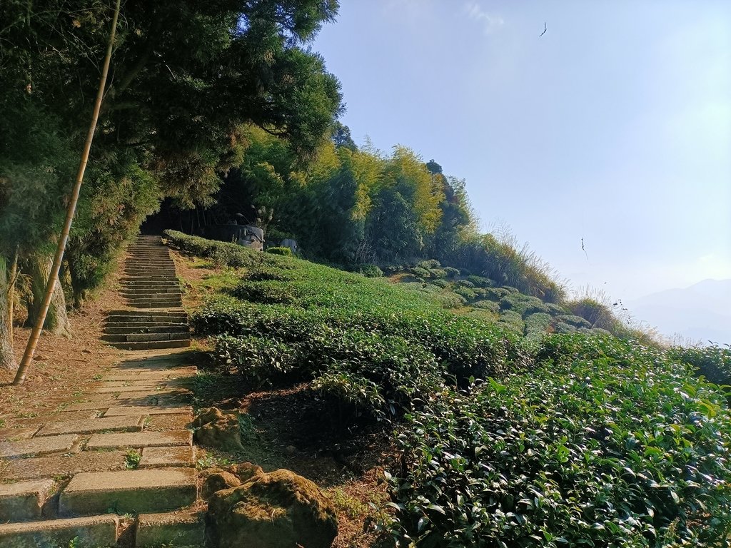 IMG20210130091659.jpg - 雲嘉連峰之  太平山  梨子腳山