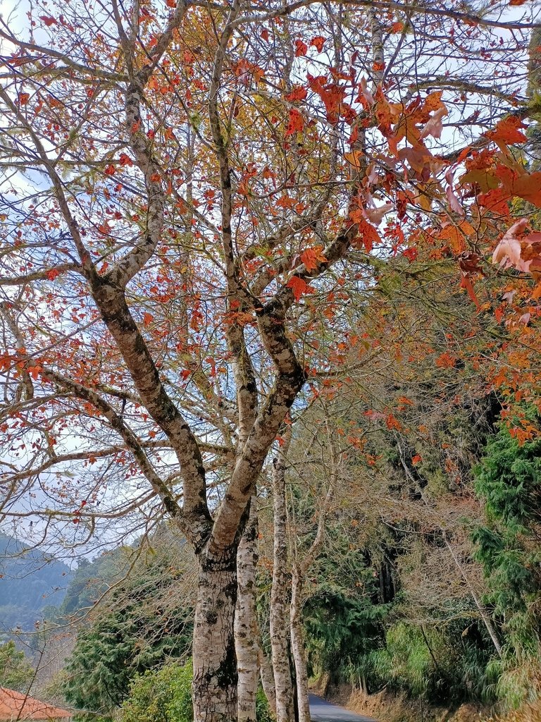 IMG20210205132058.jpg - 竹山  杉林溪森林遊樂園  路過