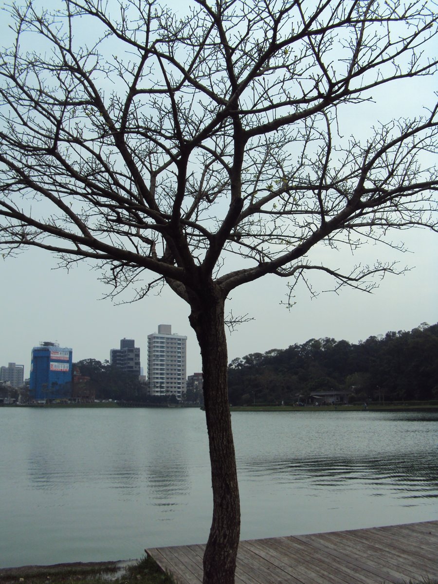 DSC04631.JPG - 內湖  碧湖環湖步道