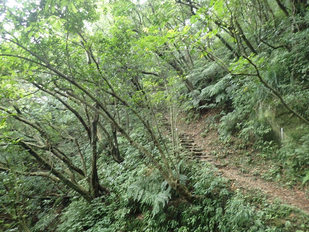 P1274383.JPG - 瑞芳  燦光寮古道初探