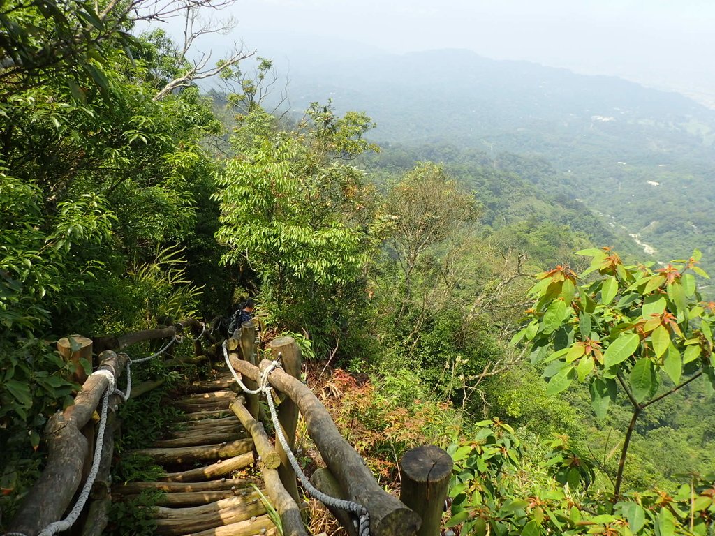 P5117172.JPG - 大坑四號步道  頭嵙山