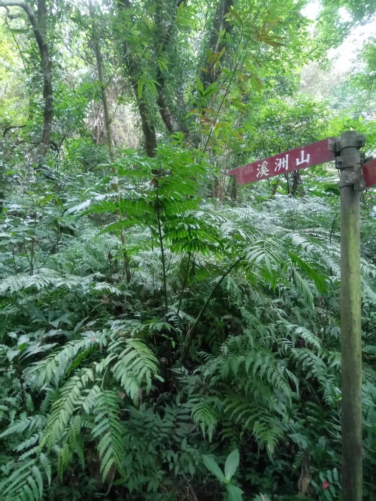 DSC_4860.JPG - 大溪  溪洲山登山步道