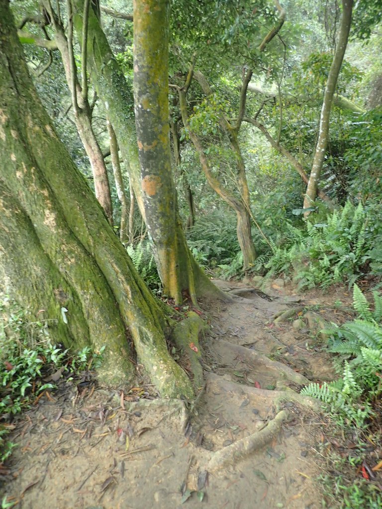 P2107504.JPG - 大溪  溪洲山登山步道