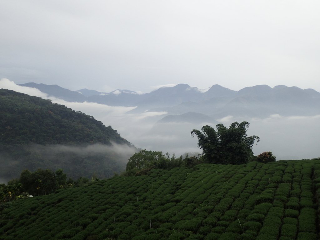 PA231892.JPG - 石壁途中之   茶山雲雨