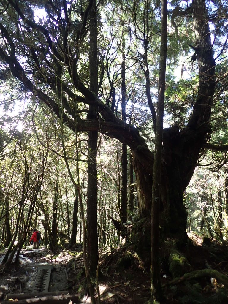 PB265450.JPG - 太平山  翠峰湖環山步道  02