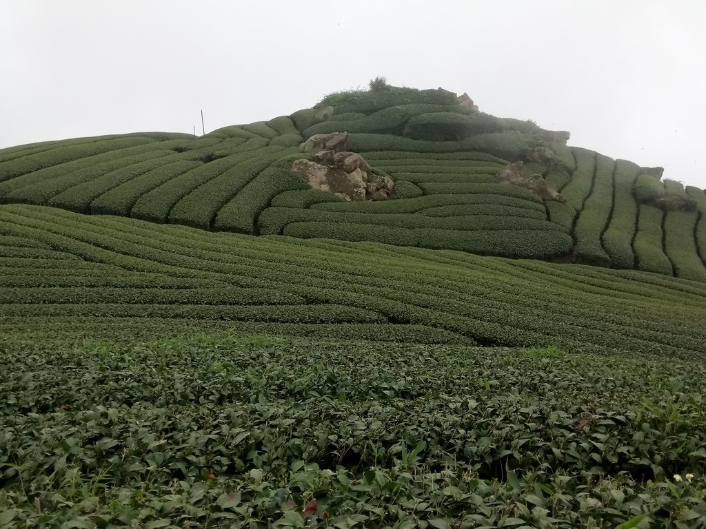 DSC_1431.JPG - 阿里山  隙頂茶園之美