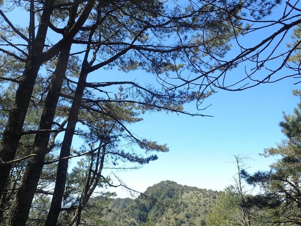 P3268094.JPG - 鹿林山  麟趾山步道  (01)