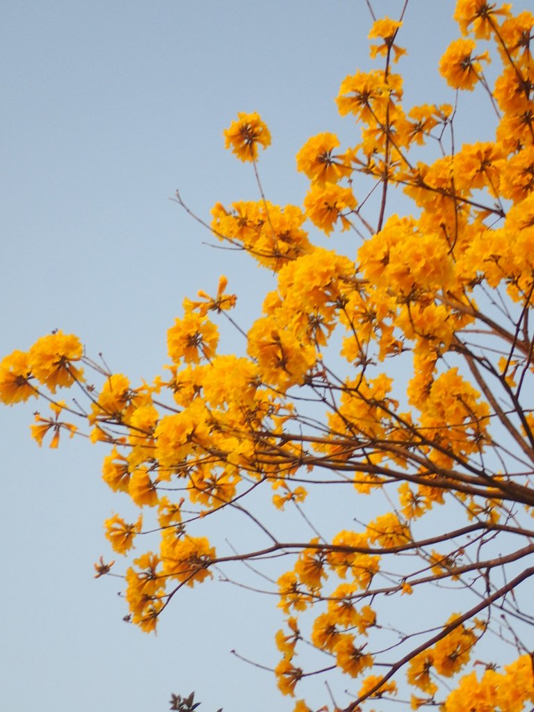 P3066290.JPG - 南投  貓羅溪畔  黃花風鈴木