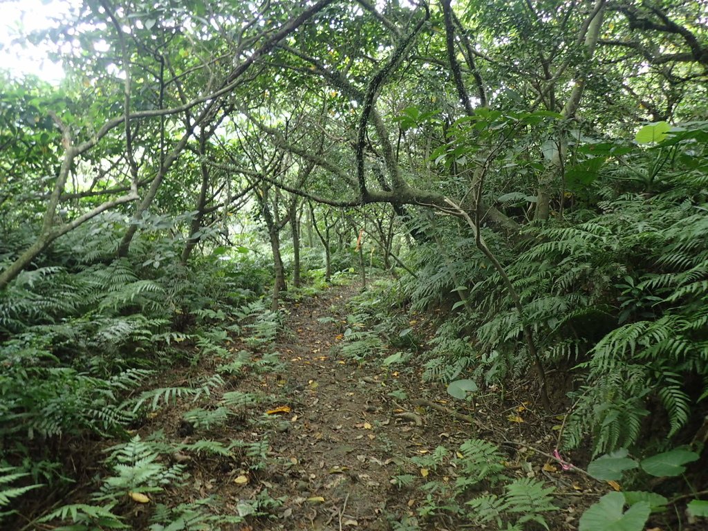 P6090383.JPG - 瑞芳  三貂嶺山  三貂大崙