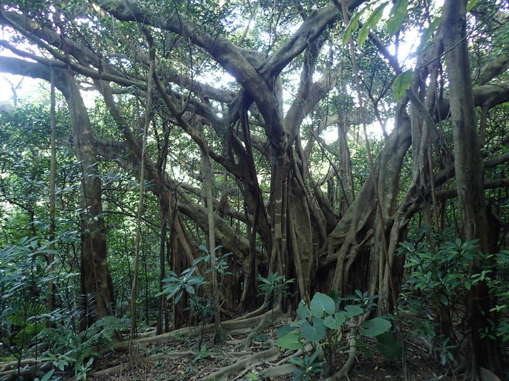 P7072218.JPG - 瑞芳  蚊子坑古道  龍洞稜