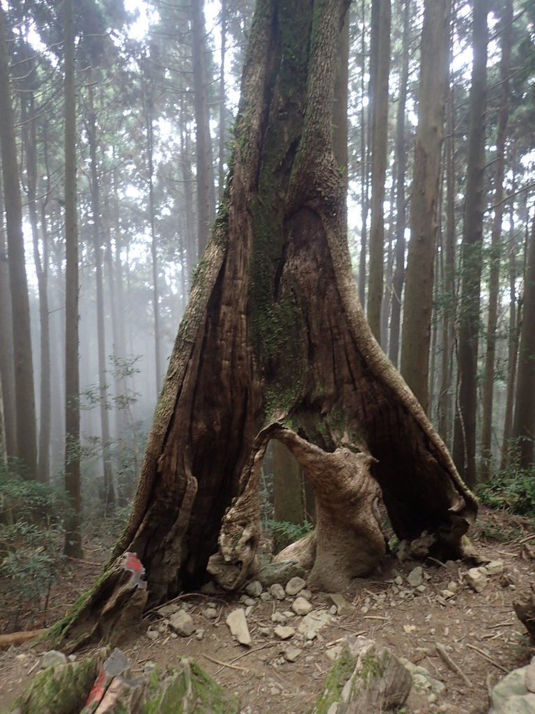 P2034953.JPG - 南庄  加里山  森林鐵道