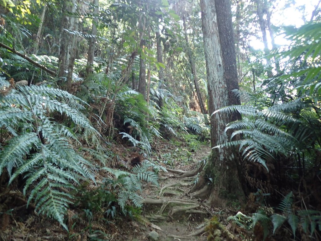 PA040372.JPG - 魚池  過坑山登山步道