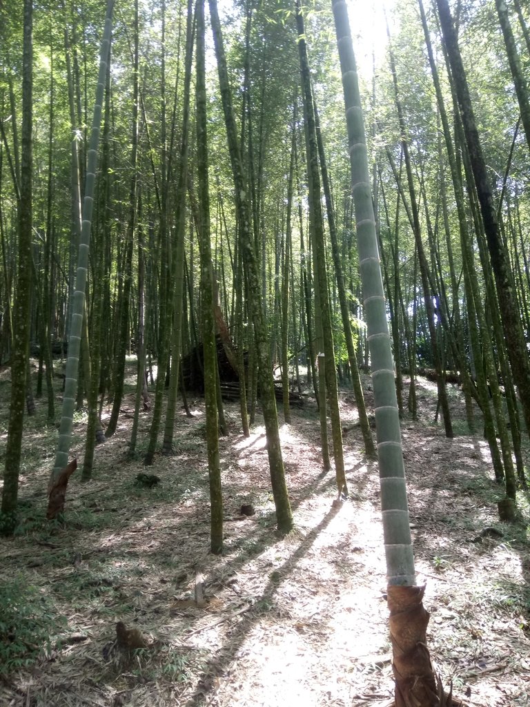 DSC_4062.JPG - 魚池  大尖山登山步道