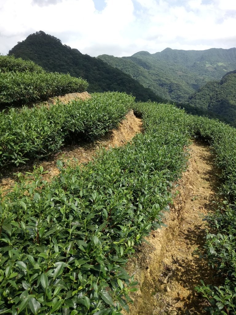 DSC_4717.JPG - 坪林  厚德岡坑  茶園之美