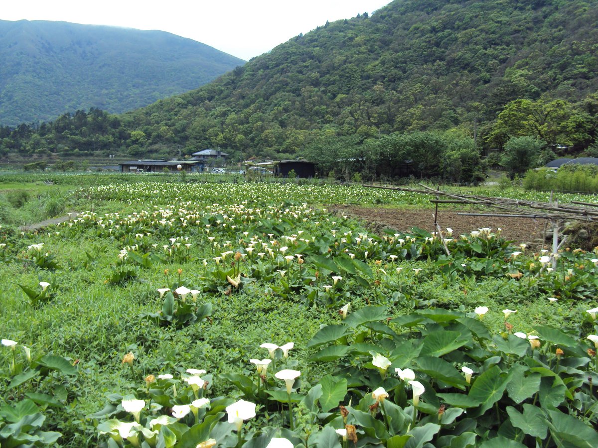 DSC05240.JPG - 竹子湖海芋步道