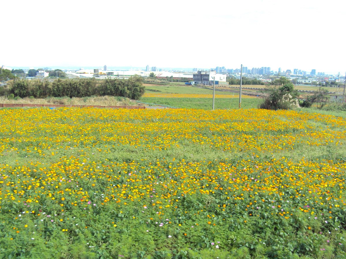 DSC04368.JPG - 中壢  山下里  黃色萬壽菊