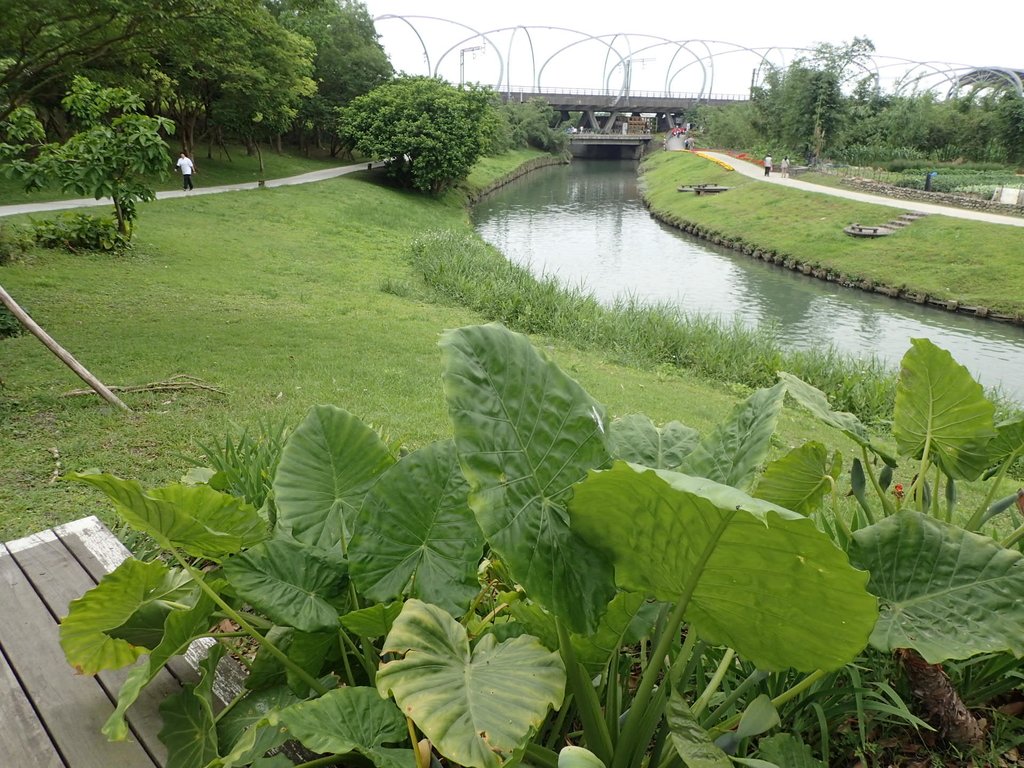 P4262160.JPG - 冬山河森林公園  生態綠舟