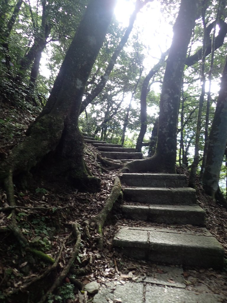 PB257513.JPG - 復興  東眼山森林步道