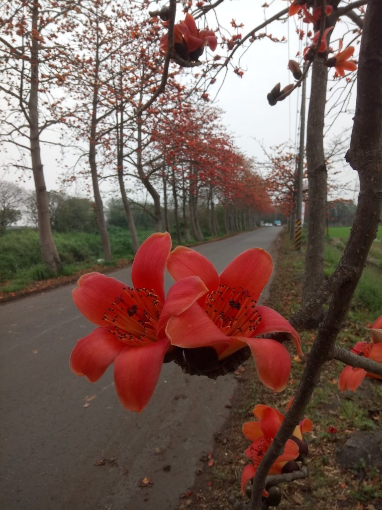 DSC_8307.JPG - 埤頭  東螺溪  木棉花