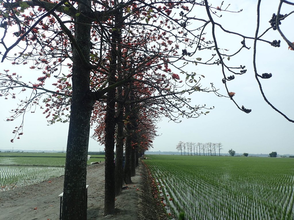 P3066469.JPG - 竹塘  田頭  木棉花道